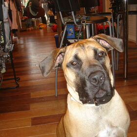 chiku boerboel van mijn vader