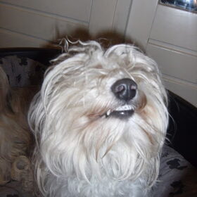 Ons hondje kan ook lachen