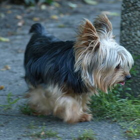 TOBY OP ZIJN DAGELIJKSTE WANDELING