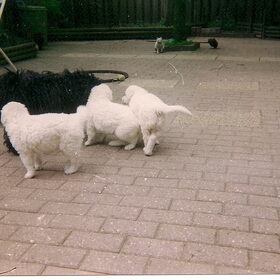 Gibic ons puli teefje speelt met de puppies.