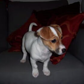 puppie fief. ooooooooooh