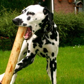 gek doen