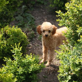 in de tuin is net voor een bos wandeling