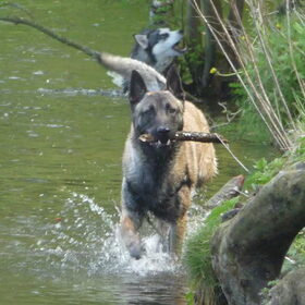 Hondenfoto van Shamilla & Zena