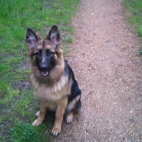 Hondenfoto van ~~Michelle&Mushu~~