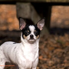 Pup Oskar als fotomodel