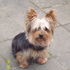Hondenfoto van jola