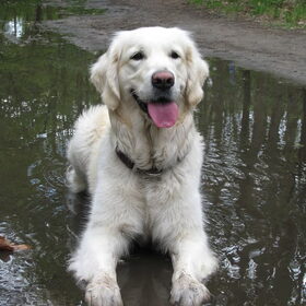 ik kan heel netjes liggen hoor, en vooral in een plas water.
