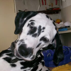 Lief
