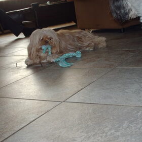 Hondenfoto van liesbeth,Turbo,Luna, Levi en Faith
