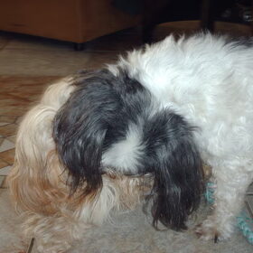 Hondenfoto van liesbeth,Turbo,Luna, Levi en Faith