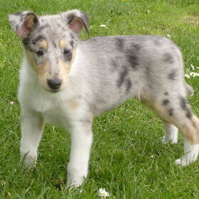 Blue 7,5 weken eerste keer op gras.