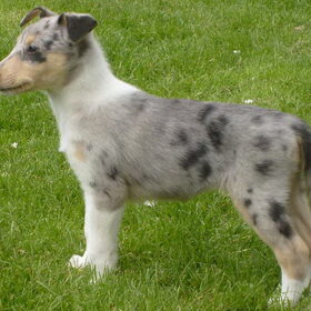 Blue 7,5 weken, Voor het eerst op het gras.