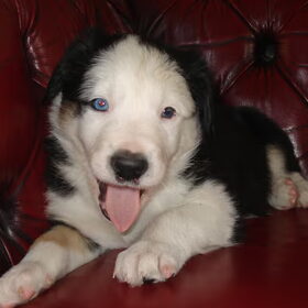 Pup 1 Reu