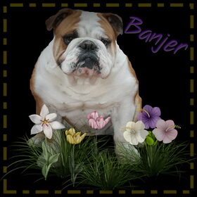 banjer