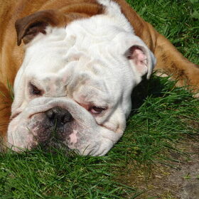 Tyson onze 2 jarige Engelse Bulldog