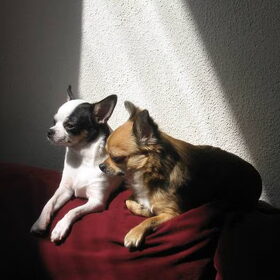 lekker in de zon