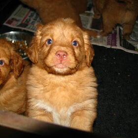 Siepke 5 weken oud aaaaaah