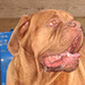 dit is onze DJ hij is een bordeauxdog
