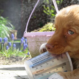 Zoooo schattig