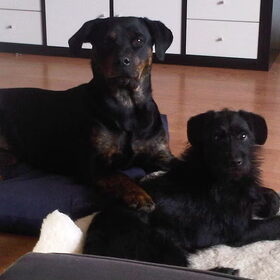 Lievies