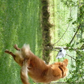 vang de bal!!!!!