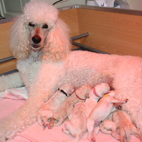 King met 7 puppies, een daarvan is onze lorenzo