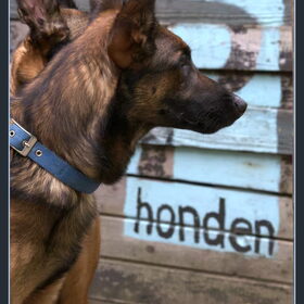 Hondenfoto van De Mecheltjes clan
