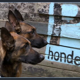 Hondenfoto van De Mecheltjes clan