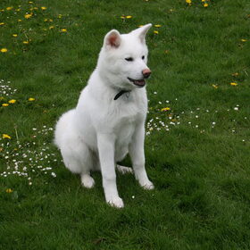 Hondenfoto van Linda en Kenji