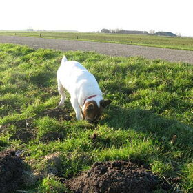 milo in actie