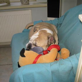 en noa slaapt met haar knuffel