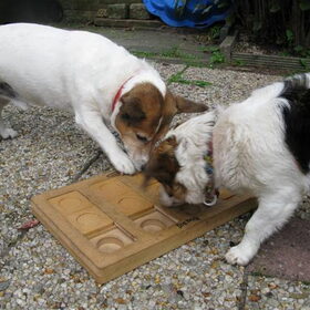 milo en tessa met de dogbrick