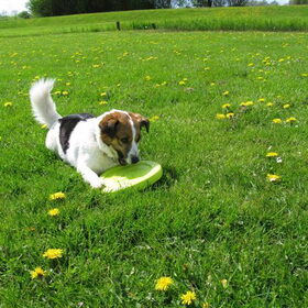 frisbeeen !!