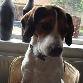 Bailey