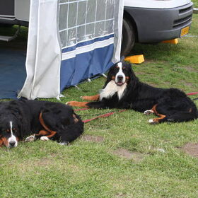 Op vakantie met de doggies, vooraan Dakota erachter Keiko