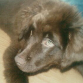 Mijn newfy Aaron