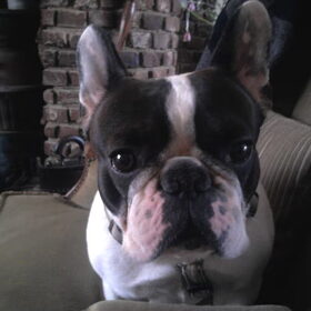Dit is Tybo