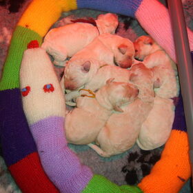 11.5.2010 pups
