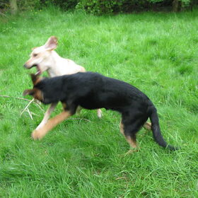 Beetje ravotten! Kira en Max