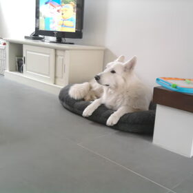 Hondenfoto van Chocomelk van Jessy & Storm en ***Blondie & Tara***