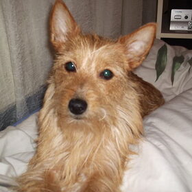 lief he?