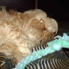 Hondenfoto van liesbeth,Turbo,Luna, Levi en Faith
