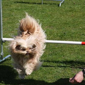 Hondenfoto van liesbeth,Turbo,Luna, Levi en Faith