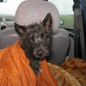 Bobby bleef als stoere terrier lekker in de regen lopen, maar…