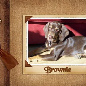 Hondenfoto van Juut & Brownie 