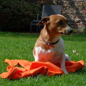 dit is sammy en ze is voor nederland