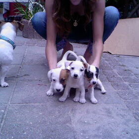 drie van de pups van gipsy