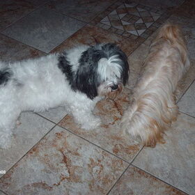 Hondenfoto van liesbeth,Turbo,Luna, Levi en Faith