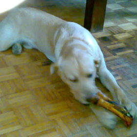 lekker
